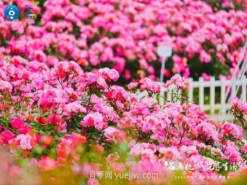 2024年第二届杭州市月季花展举办，赏500万株月季